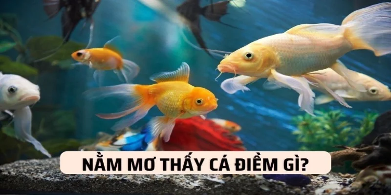 Giải mã chi tiết các điềm báo khi nằm mơ thấy cá